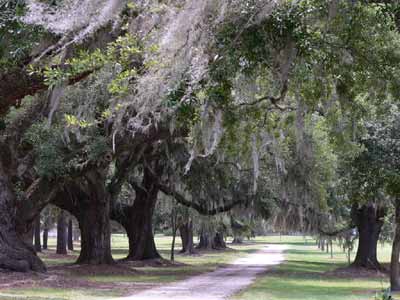 Bluff Plantation Avenue of Oaks - Beaufort County, South Carolina