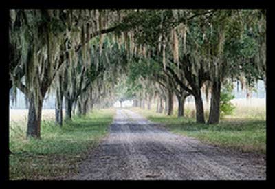 Coosaw Plantation Avenue of Oaks 2010 - Beaufort County, South Carolina