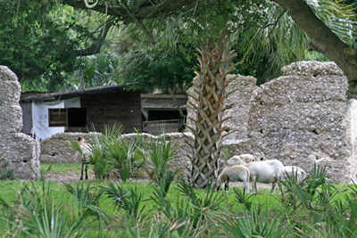 Cotton Hope Plantation Goats 2010 - Beaufort County, South Carolina