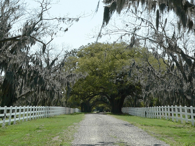 Seaside Plantation Avenue of Oaks 2012 - Beaufort County, South Carolina
