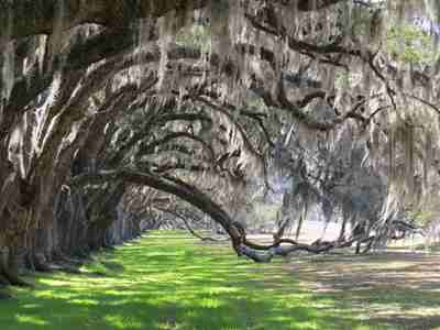 Tomotley Plantation Oaks 2013 - Beaufort County, South Carolina