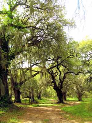 Bossis Plantation Avenue 2008 - Berkeley County, South Carolina