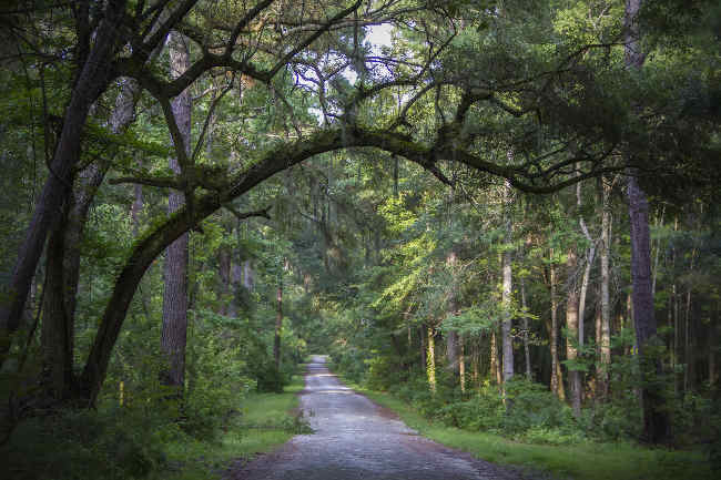 Brick Hope / Marrington Plantation Trail 2016 - Berkeley County, South Carolina