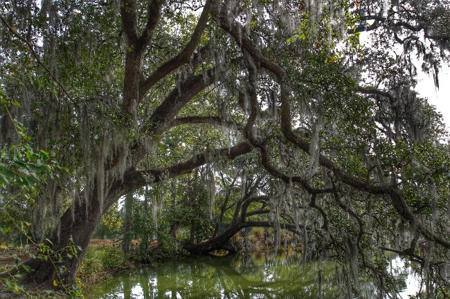 Crowfield Plantation Pond 2017 - Berkeley County, South Carolina