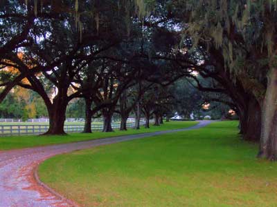 Medway Plantation Avenue of Oaks - Berkeley County, South Carolina