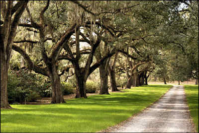 Medway Plantation Statue - Berkeley County, South Carolina
