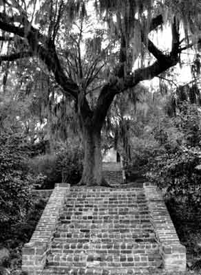 Mepkin Plantation Stairs - Berkeley County, South Carolina
