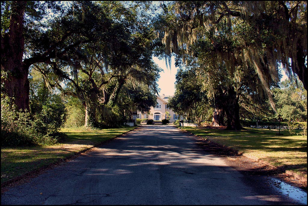 Oaks Plantation Avenue of Oaks 2011 - Berkeley County, South Carolina