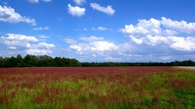 Mount Joseph Plantation Battle Site 2010 - Calhoun County, South Carolina