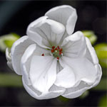 Flower photographs by Virginia Saunders, Columbia, SC. Please click flower for more info.