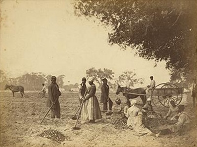 Cassina Point Plantation Sweet Potato Field 1862 - Berkeley County, South Carolina