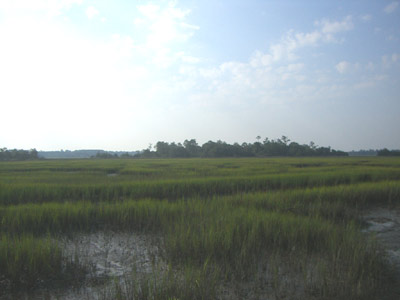 Dixie Plantation Field 2011 - Charleston County, South Carolina