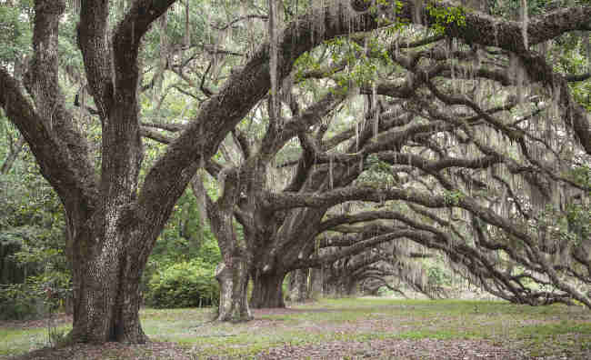Dixie Plantation Oaks 2016 - Charleston County, South Carolina