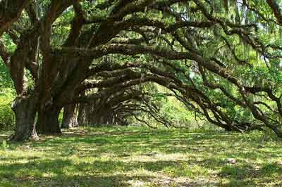 Trees at Dixie Plantation 2008 - Charleston County, South Carolina