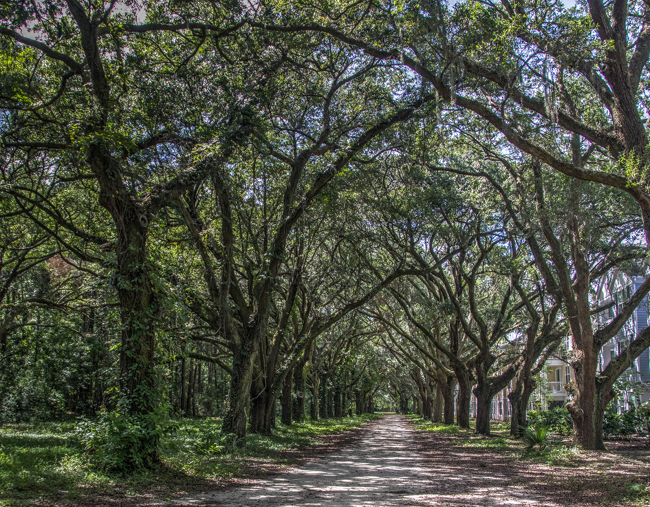 Fenwick Hall Plantation Oak Avenue 2016 - Charleston County, South Carolina