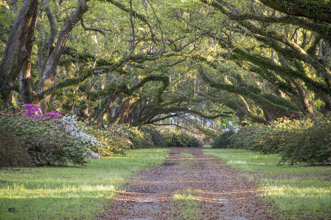 Hillsborough Plantation Avenue 2016 - Charleston County, South Carolina