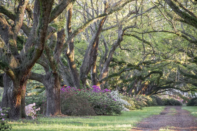 Hillsborough Plantation Oaks 2016 - Charleston County, South Carolina