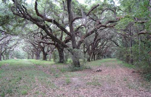 Jehossee Plantation Oaks 2010 - Charleston County, South Carolina