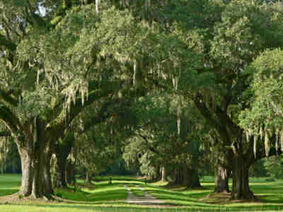 Laurel Hill Plantation Avenue of Oaks 2012 - Charleston County, South Carolina