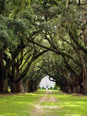 Prospect Hill Plantation 2008 - Charleston County, South Carolina