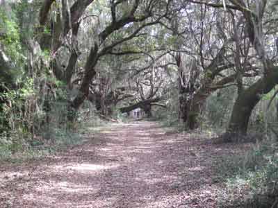 Walnut Grove Plantation Avenue of Oaks 2010 - Charleston County, South Carolina