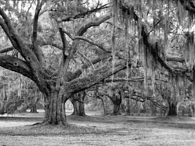Bluff Plantation - Colleton County, South Carolina