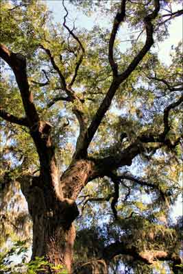 Oregon Plantation Tree 2011 - Colleton County, South Carolina