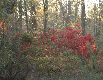 Archdale Hall Plantation - Plantation Ruins 2005 - Dorchester County, South Carolina