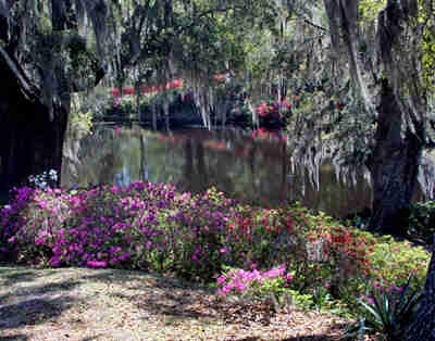 Spring at Middleton Place Plantation, 2011 - Dorchester County, South Carolina