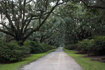 Arundel Plantation Avenue of Oaks, 2014 - Georgetown County, South Carolina