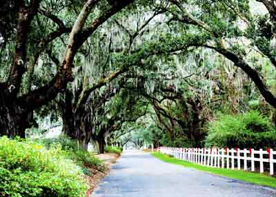 Caledonia Plantation 2008 - McCormick County, South Carolina