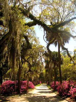Estherville Plantation Driveway 2009 - Georgetown County, South Carolina