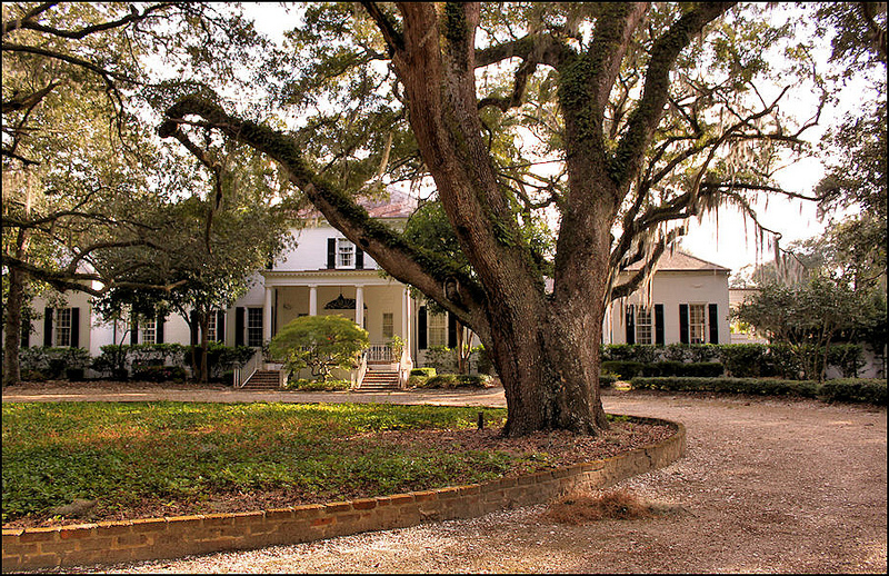 Oak at Greenfield Plantation 2012 - Georgetown County, South Carolina