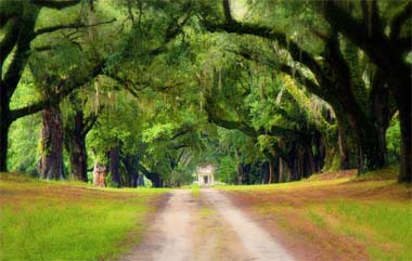 Mansfield Plantation, Avenue of Oaks, South Carolina SC