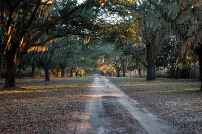 Milldam Plantation 2010 - Georgetown County, South Carolina