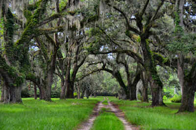 Milldam Plantation Oak Avenue 2014 - Georgetown County, South Carolina