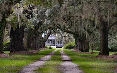 Nightingale Hall Avenue of Oaks 2014 - Georgetown County, South Carolina