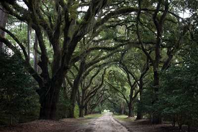 Springfield Plantation Oak Avenue 2014 - Georgetown County, South Carolina