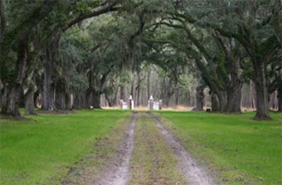 Buckfield Plantation Avenue of Oaks 2005 - Hampton County, South Carolina
