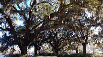 Upper Mill Plantation Oaks - Horry County, South Carolina