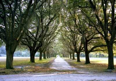 Davant Plantation Avenue of Oaks 1975 - Jasper County, South Carolina