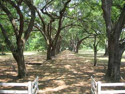 Roseland Plantation Avenue - Jasper County, South Carolina