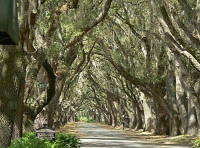 Belfair Plantation Avenue of Oaks 2012 - Beaufort County, South Carolina