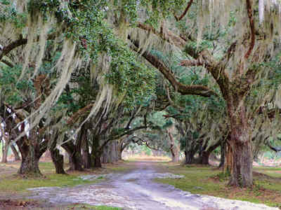Bindon Plantation Avenue of Oaks 2014 - Beaufort County, South Carolina