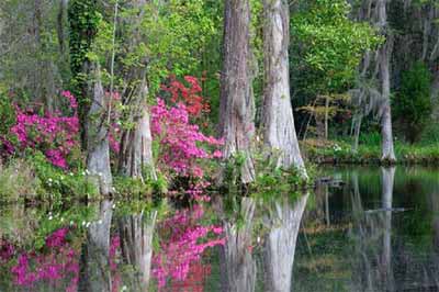 Cypress Gardens - Berkley County, South Carolina