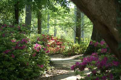 Path at Cypress Gardens, 2007 - Berkley County, South Carolina