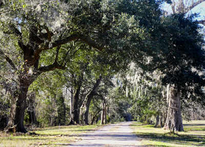 Umbria Plantation Oak Avenue 2013 - Berkeley County, South Carolina