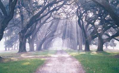 Prospect Hill Plantation Oak Avenue 2000 - Charleston County, South Carolina
