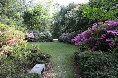 Kalmia Gardens 2014 - Darlington County, South Carolina