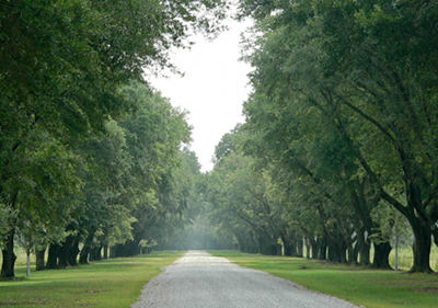 Hasty Point Plantation Avenue of Oaks 2012 - Georgetown County, South Carolina
